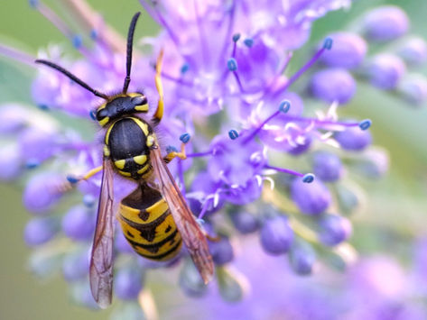 How To Deter Wasps - Without Risks