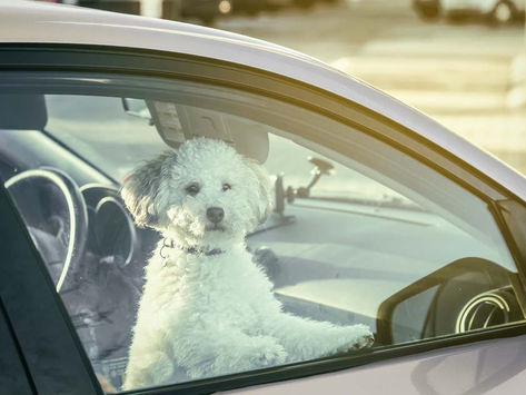 What To Do If You See A Pet In A Hot Car, or Left In The Heat