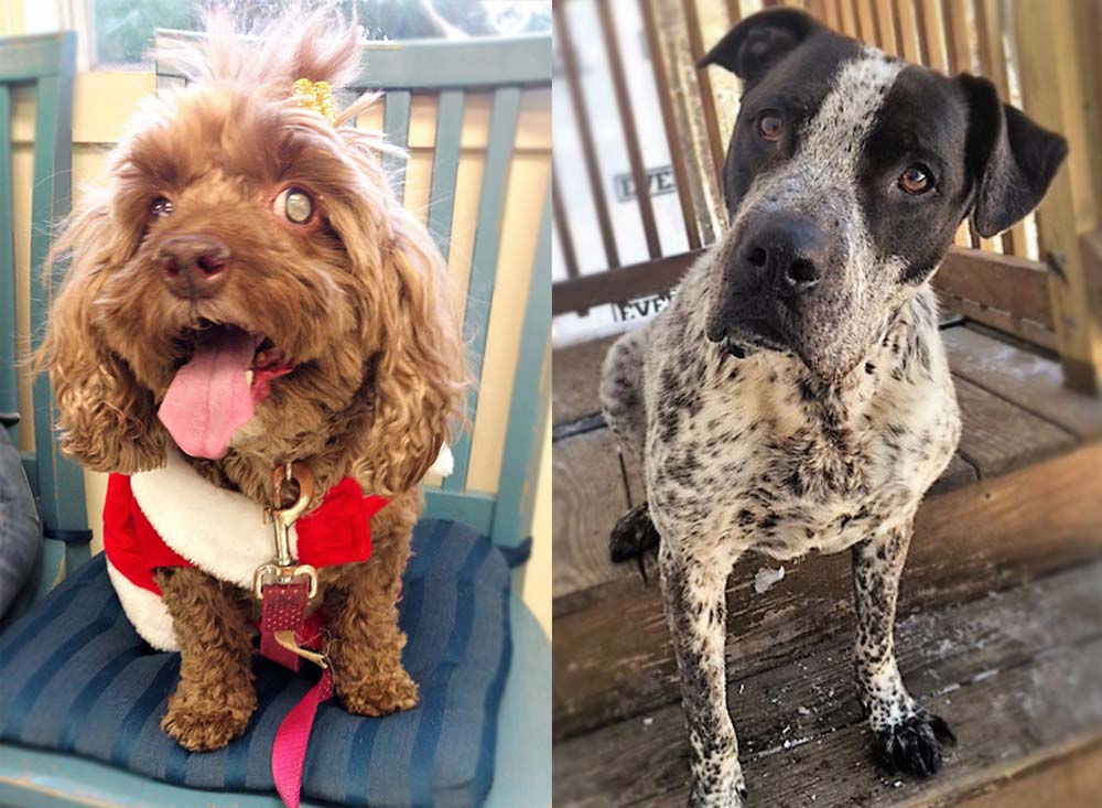 Derry Humane Society Fights For Custody of Two Dogs Recovering From Cruelty