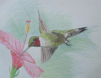 Hummingbird (color pencil).JPG