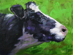 profile of a dairy cow 01