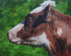 profile of a dairy cow 02