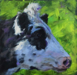 profile of a dairy cow 03