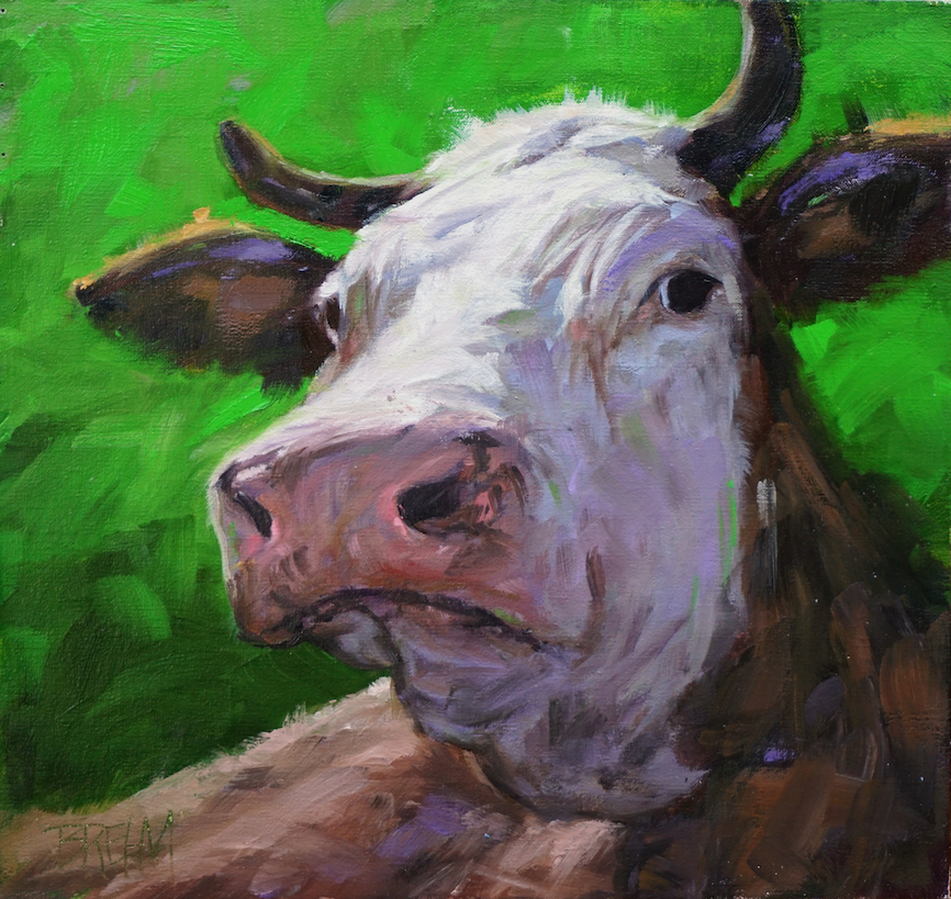 brown and white cow 02