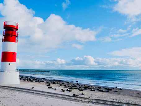Seehunde am Leuchtturm auf der Düne, Helgoland