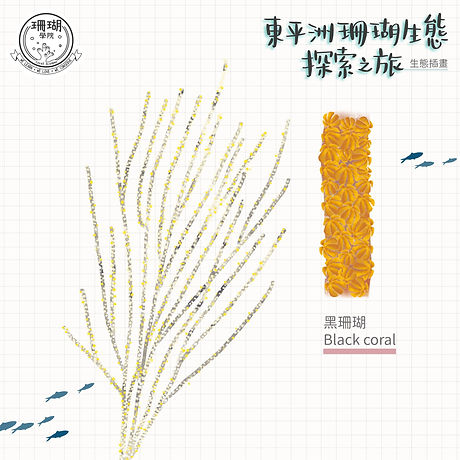 1_Black coral.jpeg
