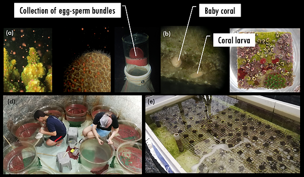 Sexually propagated corals.png