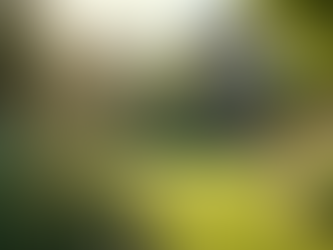 Eco-Friendly Landscaping Ideas for Your Home