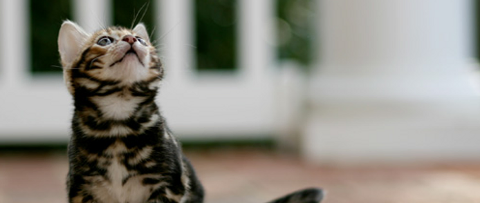 Bahiya Bengals Bengal Cat Breeder In Indiana And Georgia