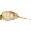 turnip