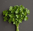 cilantro