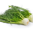 fennel