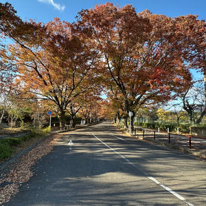 Paved road lined with vibrant autumn trees under clear sky.