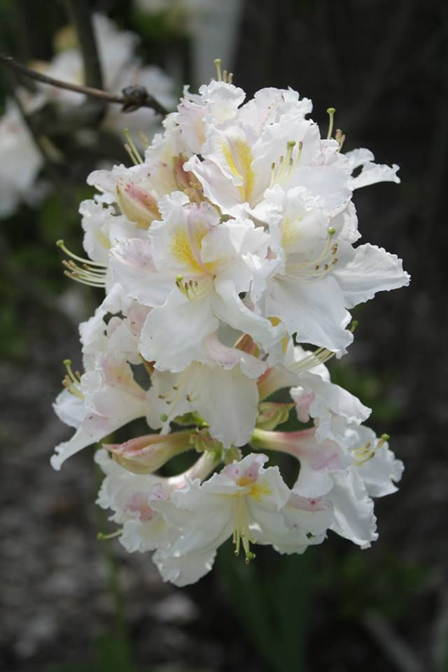 Flower Garden