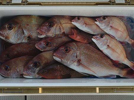 12月7日鯛ラバ&一つテンヤ