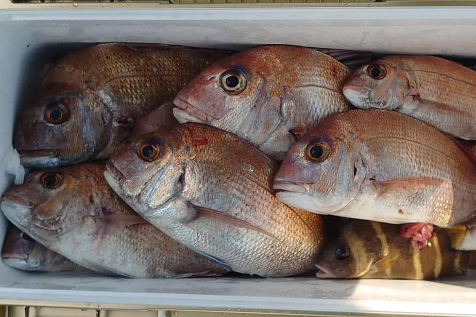 １０月１３日一つテンヤ