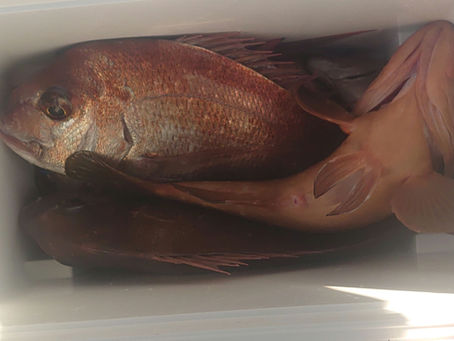 12月28日一つテンヤ