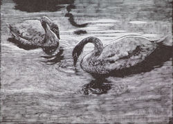Swans