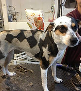 The Groomery Lake Grove Long Island Pet Grooming Pattern Shaving