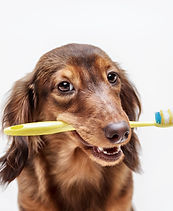 The Groomery Lake Grove Long Island Dog The Groomery Lake Grove Long Island Dog, Dog hair dye, dog hair color, hair color, dog grooming, grooming, cat grooming, pet grooming, dog hair cut, dog teeth cleaning, dog teeth, dog dental treatment, dog fresh breath, dog teeth scaking, dog bad breath,canine toothbrush, dental cleaning, dog gums, doggums health, dog mouth, pet mouth care, pet mouth, pet teeth scaling