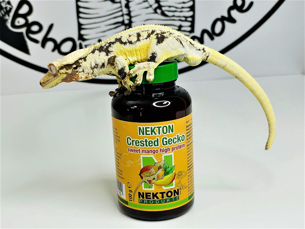 Miniature : NEKTON Crested Gecko