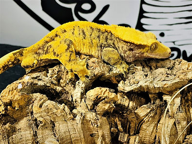 CITRON EXTREM HARLEQUIN YELLOW 1.jpeg