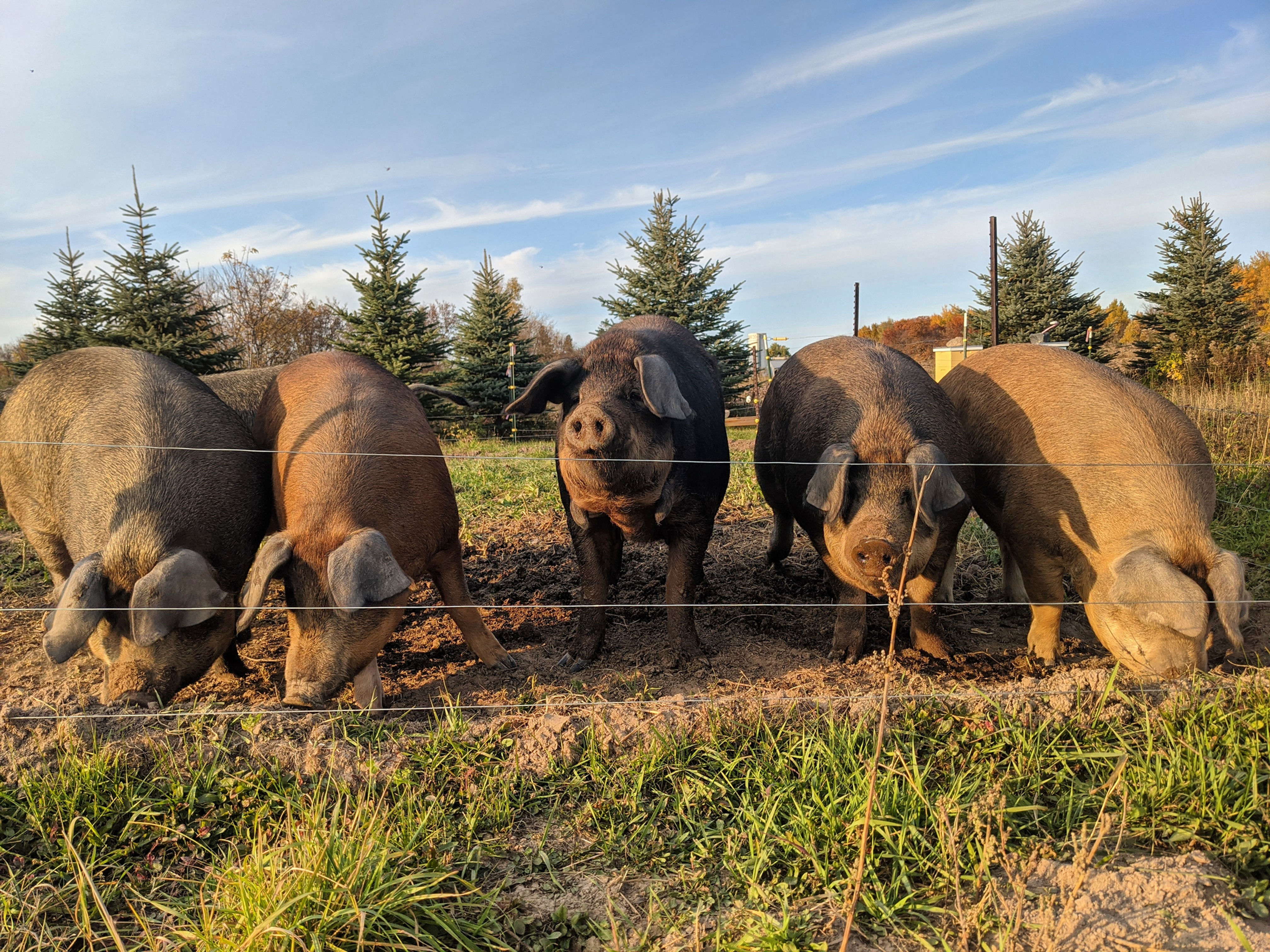 Whole Hog Reservation 2025