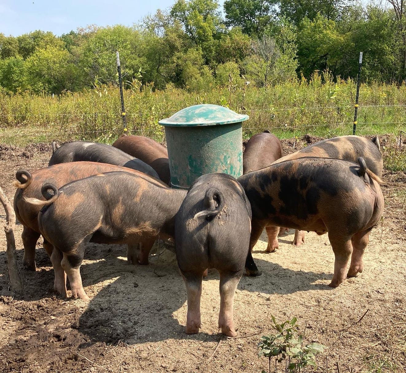 Half Hog Reservation 2025