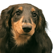 火葬可能な動物 犬