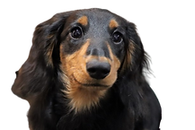 火葬可能な動物 犬