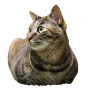 火葬可能な動物 猫