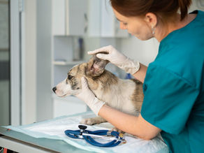 וטרינר תורן בראש העין והסביבה