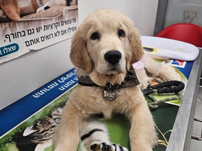פרעושים וקרציות אצל כלבים בחורף