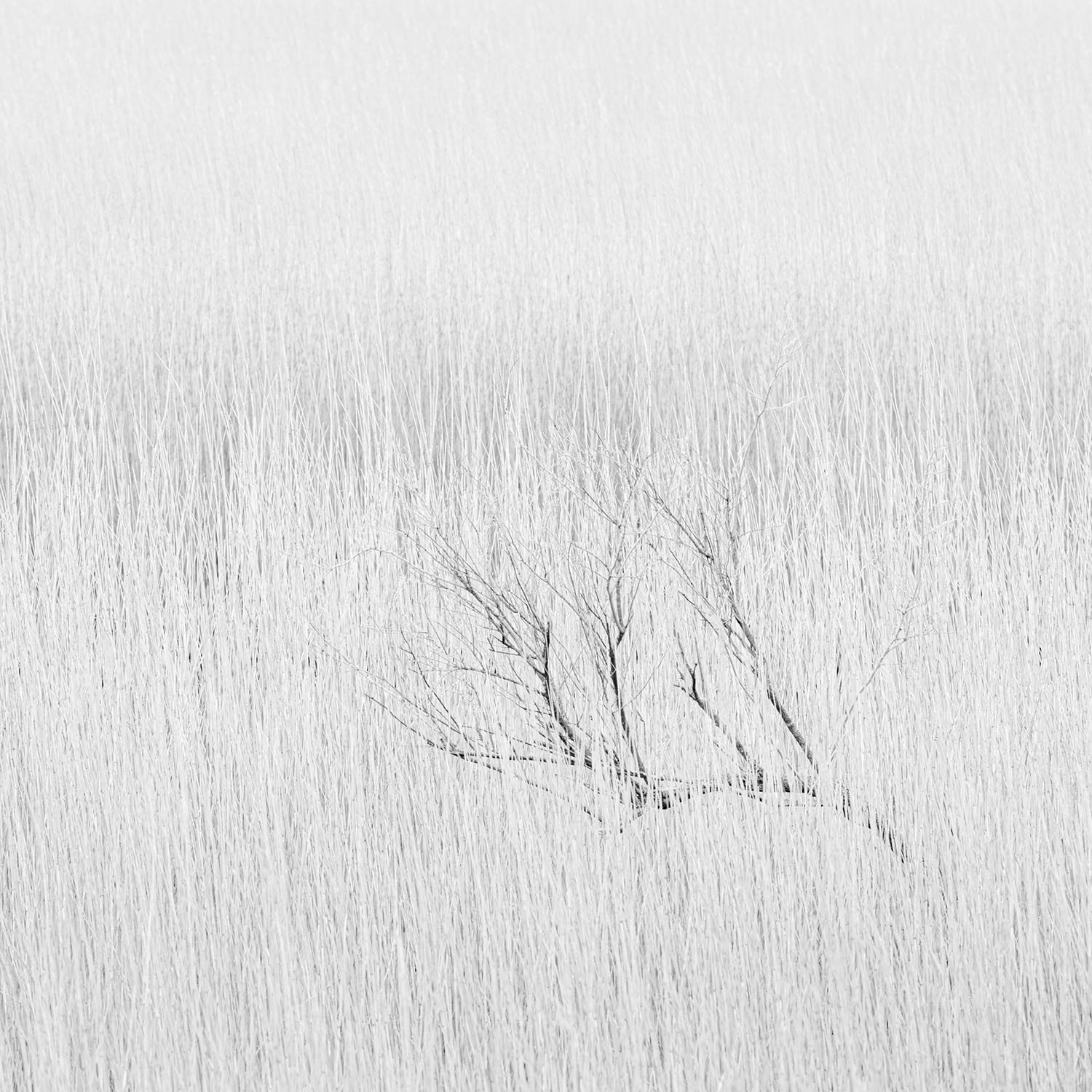 Flatlands #1