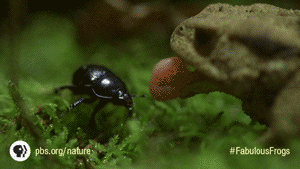 4F1.gif