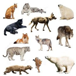 260px-Mamíferos.jpg
