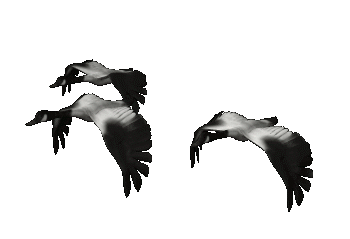 A AVES (76).gif