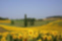 Bonnes Fields