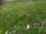Wild Flower Meadows in Bonnes