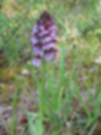 Spring Orchids