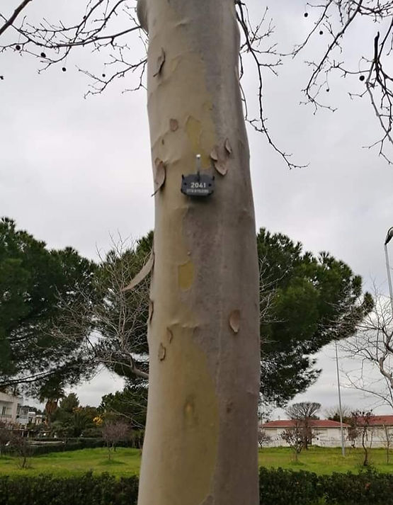marcare alberi