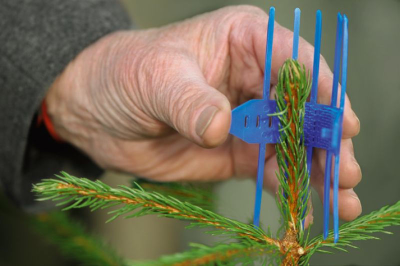 Gestione boschiva, garantire la crescita delle piante, foreste, evitare l'interruzione dei germogli terminali, tenere lontani cervi o conigli, guaine protettive per alberi, unità terminali stabili, proteggere le colture natalizie e contro la formazione di cipolle, protezione per larice, abete Douglas e latifoglie, guaina protettiva sotto il bocciolo, proteggere il germoglio terminale, protezione della foresta, piantare un albero