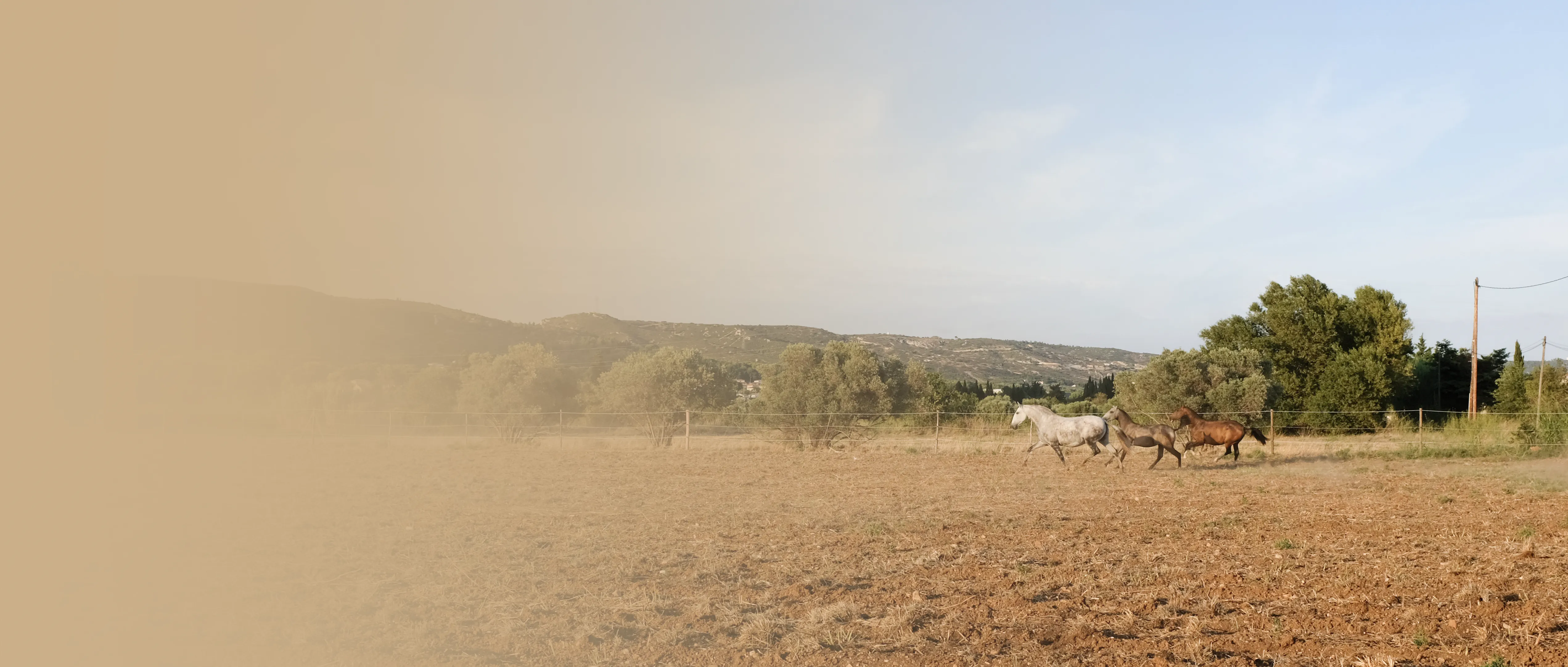 Elevage Do Rima | Chevaux Lusitaniens