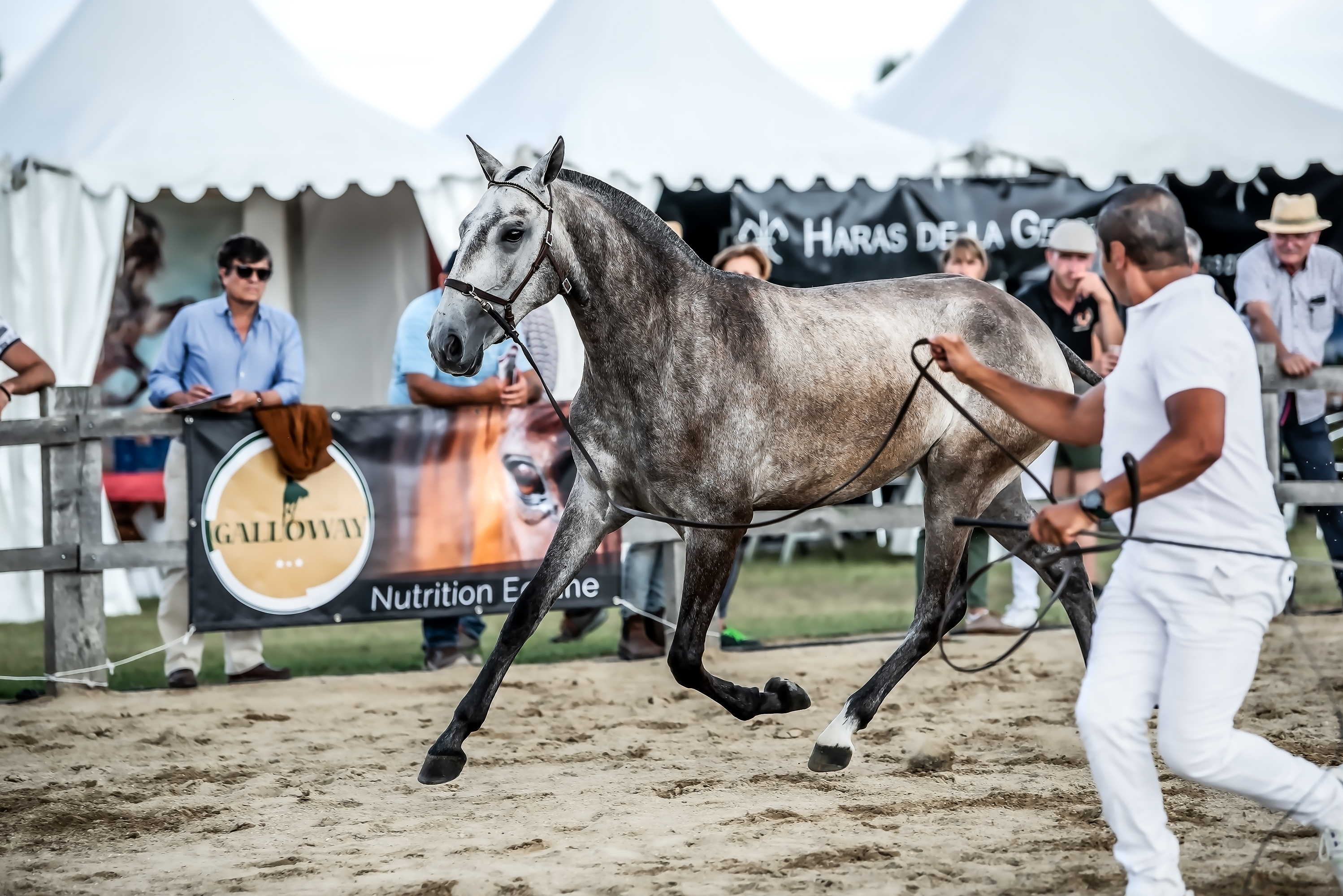 Riqueza du Duende, Elevage Do Rima | Chevaux Lusitaniens