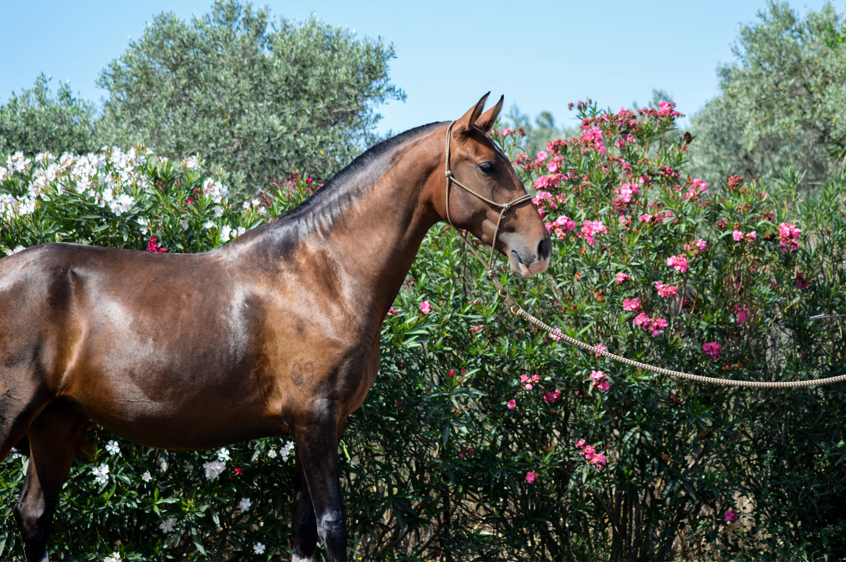 Pluma (coimbra), jument psl à l'élevage do Rima - chevaux lusitaniens dans les bouches-du-rhône.
