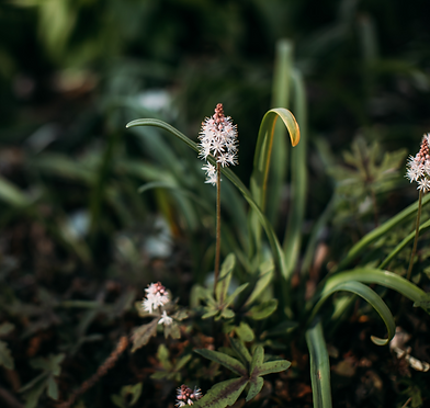 HFPI Flower
