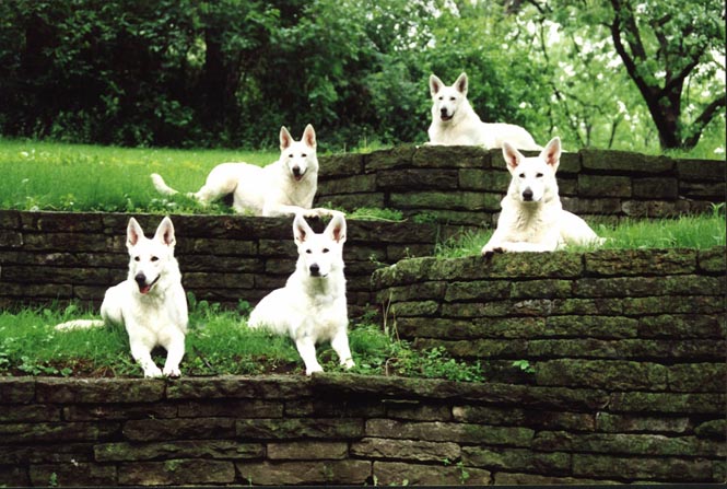 are white german shepherd albino