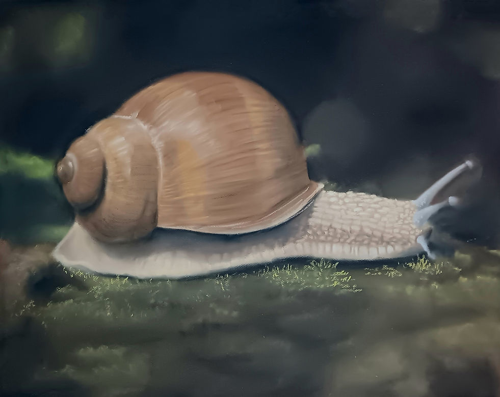 SnailDrawingEdited.jpg
