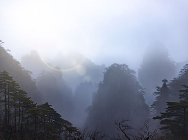 tree under white cloud during daytime_ed