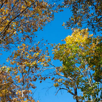 Sky Trees of Fall